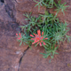 Slickrock Paintbrush (Castilleja scabrida)